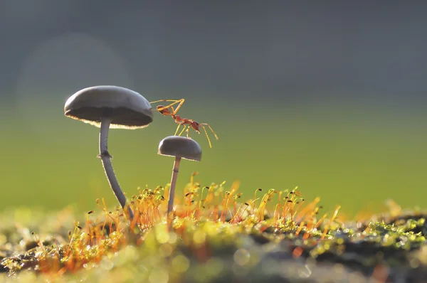 Weaver karınca bir mantar atlamak istiyorum