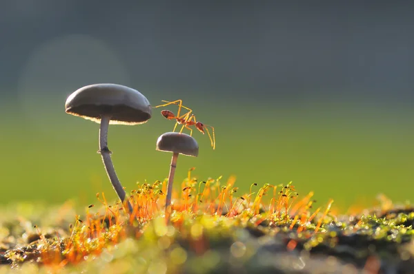 Weaver karınca bir mantar atlamak istiyorum