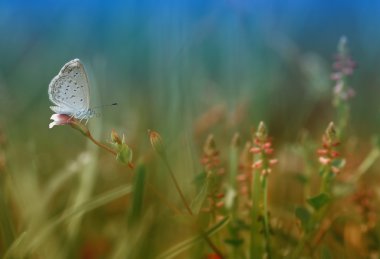 Mor çiçek yeşil arka plana sahip küçük kelebek