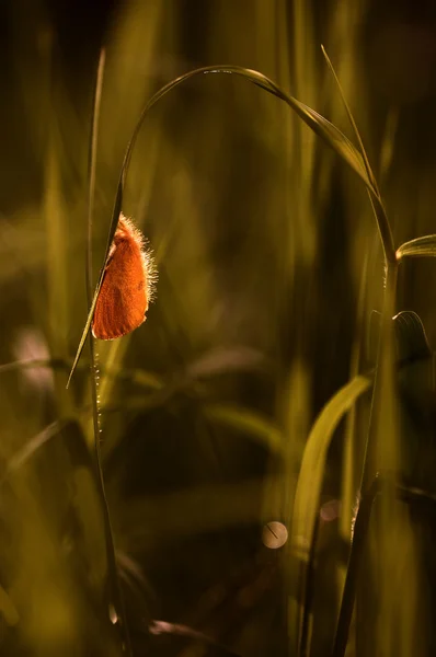 Bir güve çimenlerin üzerinde zevk güneş ışığı yeşil arka plana sahip
