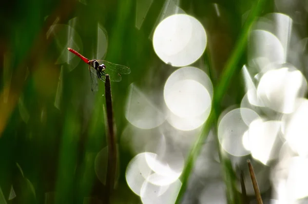 Dragonfly on a branch with bokeh and green background — Stock Photo, Image