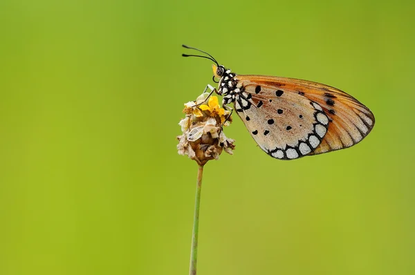 Orangefarbener Schmetterling auf einer gelben Blume mit grünem Hintergrund — Stockfoto