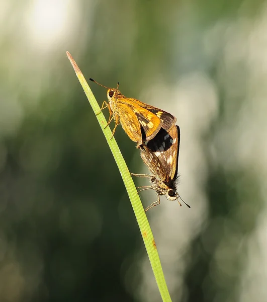 Yarışçılar üzerinde çim ile yeşil ve beyaz artalanları çiftleşme