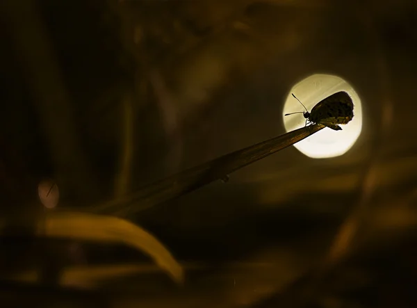 Bir kaptan silueti manzaralı çimenlerin üzerinde