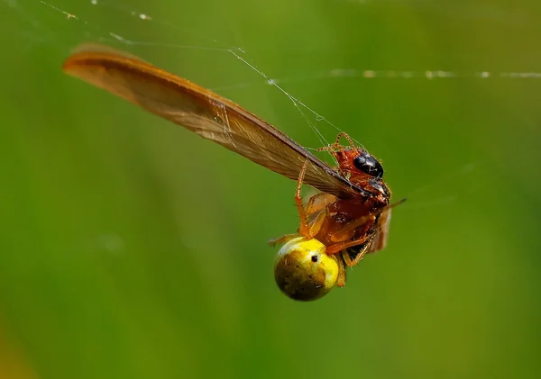 Μια αράχνη τρώει μια μύγα — Φωτογραφία Αρχείου