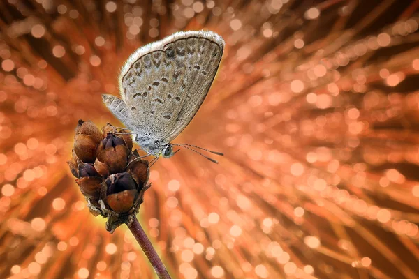 Schmetterling auf einer Pflanze mit orangenem Hintergrund — Stockfoto