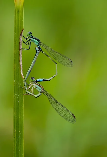 Пара стрекоз спаривается на траве — стоковое фото