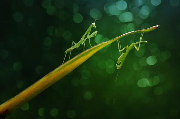 Mantis gemela orando en una hoja — Foto de Stock