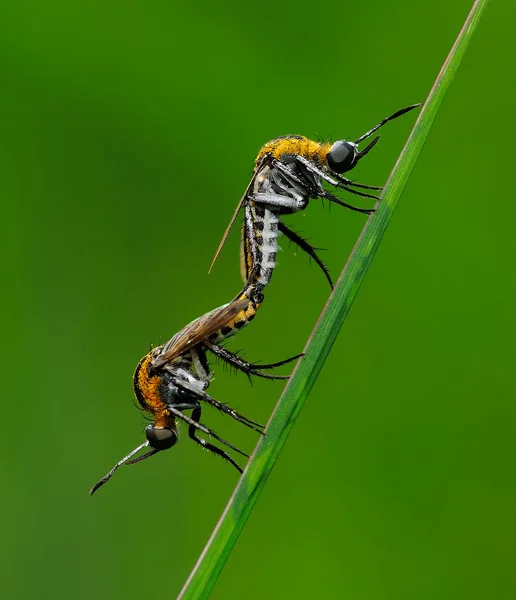 Un cuplu de Toxophoras se împerechează pe iarbă — Fotografie, imagine de stoc