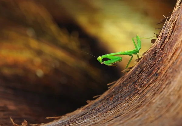 Dua eden peygamber devesi, tabanı içinde