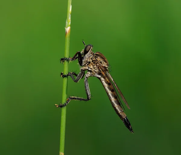 Dragonfly op een branch met bokeh en groene achtergrond Stockfoto