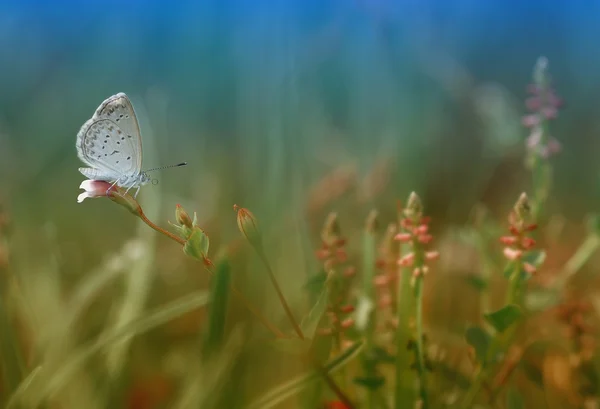 Kleine vlinder op paars bloem met groene achtergrond Stockfoto