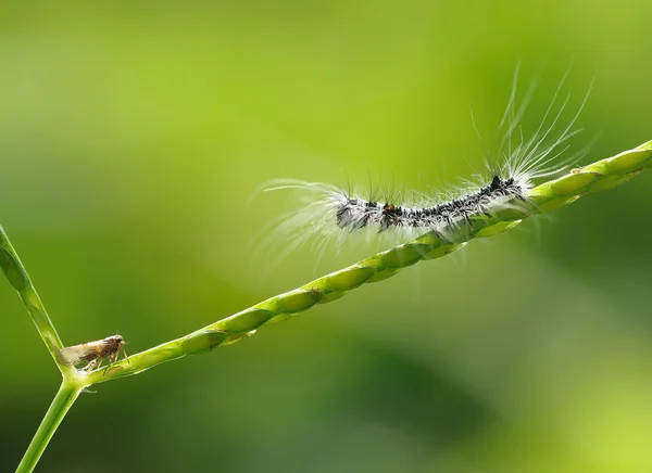 Weinig Caterpillar op het gras Stockfoto