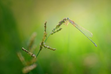 Bir çiçek üzerinde tünemiş yusufçuk