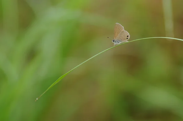 Çimlerin üzerinde kelebek