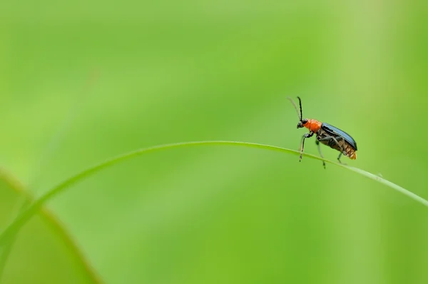 Een lieveheersbeestje zat op het gras — Stockfoto