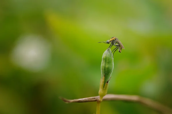 Toxophora bir çiçek üzerinde tünemiş