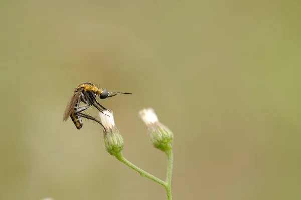 Toxophora bir çiçek üzerinde tünemiş
