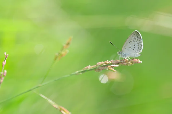 Dragonfly σκαρφαλωμένο σε ένα λουλούδι — Φωτογραφία Αρχείου