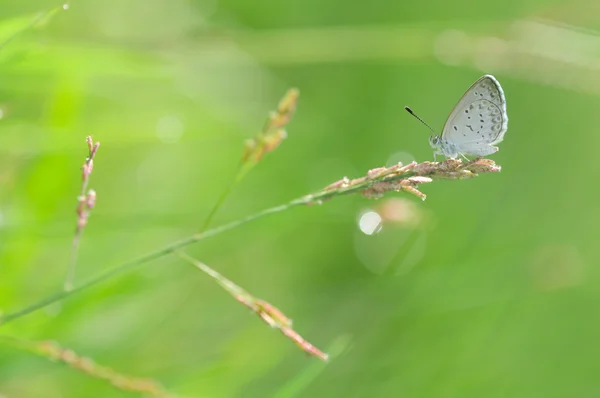 Bir çiçek üzerinde tünemiş yusufçuk