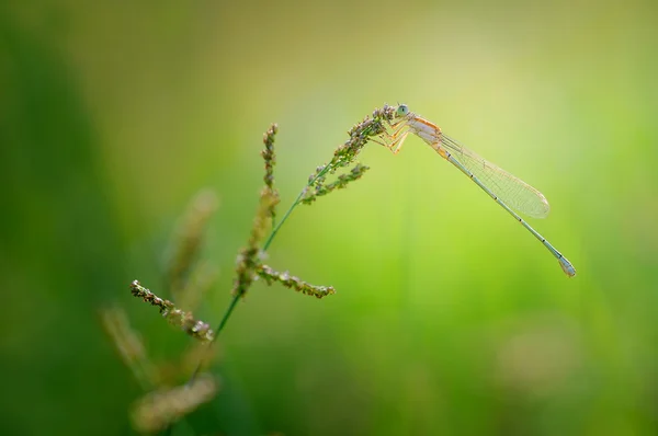 Libélula empoleirada em uma flor — Fotografia de Stock