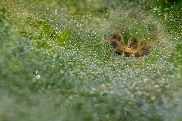 Grass Spider On It 's Sparkling Webs — стоковое фото