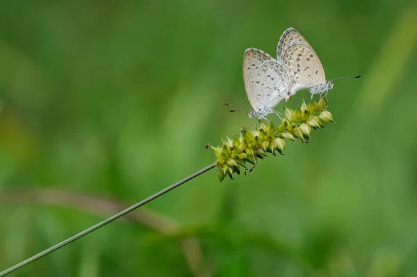 Paarung von Schmetterlingen an einer Pflanze — Stockfoto