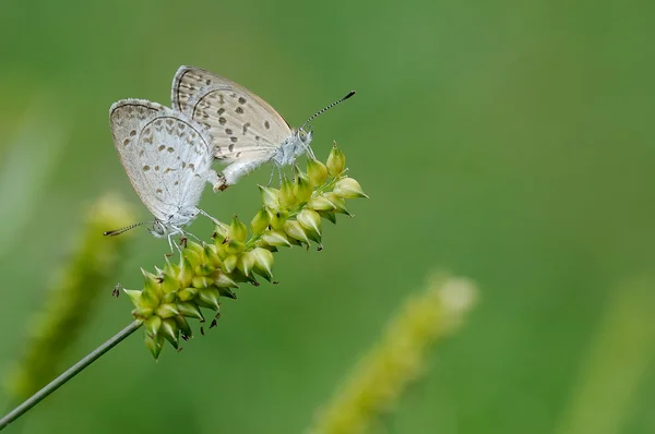 Mating Butterflies on a plant — Stock Photo, Image