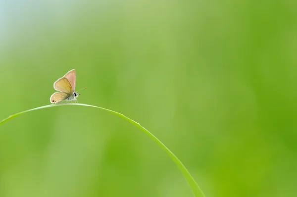 Vlinder op het gras Rechtenvrije Stockfoto's