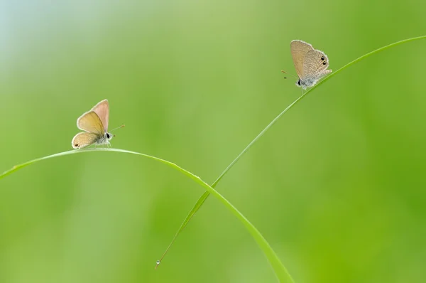 Een paar van vlinders op het gras Stockfoto