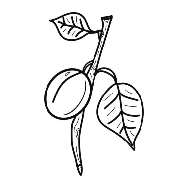 Kayısı ikonlu yaratıcı hatların çizimi. Dekorlar, logolar, hediyeler, süsler, kutlamalar, davetiyeler, bahar tatilleri, doğa ve meyve temaları için fikirler. Vejetaryen. İzole edilmiş.