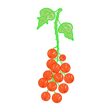 Renkli, gerçekçi kırmızı kuşüzümü ikonu. Dekorlar, şam, süsler, şablon, kutlamalar, bahar tatilleri, doğa temaları için fikirler. İzole vektör logosu. Sanat eserleri.