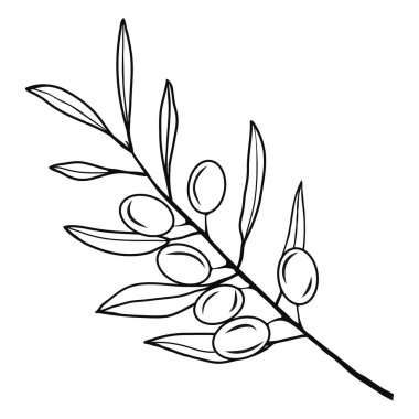 Liner olive branch icon. Black illustration. Contour liner sketch. Idea for decors, logo, patterns, papers, covers, gifts, summer and autumn holidays, floral natural themes. Isolated vector art.