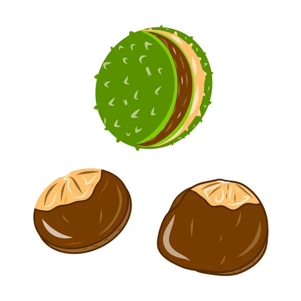 Chestnut Beans Icons Creative Illustration Colorful Sketch Idea Decors Logo — Vetor de Stock