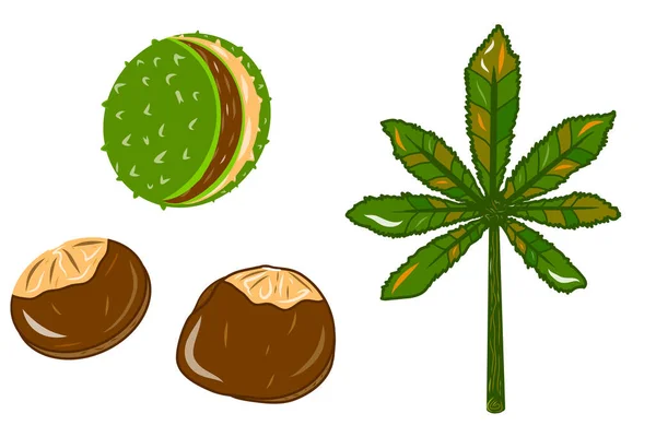 Chestnut beans and leaf icons. Creative illustrations. Colorful sketch. Idea for decors, logo, patterns, papers, covers, gifts, summer and spring holidays, floral natural themes. Isolated vector art.