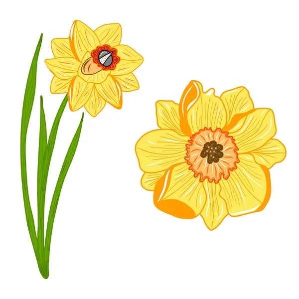Roślina Narcyza Ikony Kwiatów Kreatywne Ilustracje Kolorowy Szkic Pomysł Dekoracje — Wektor stockowy