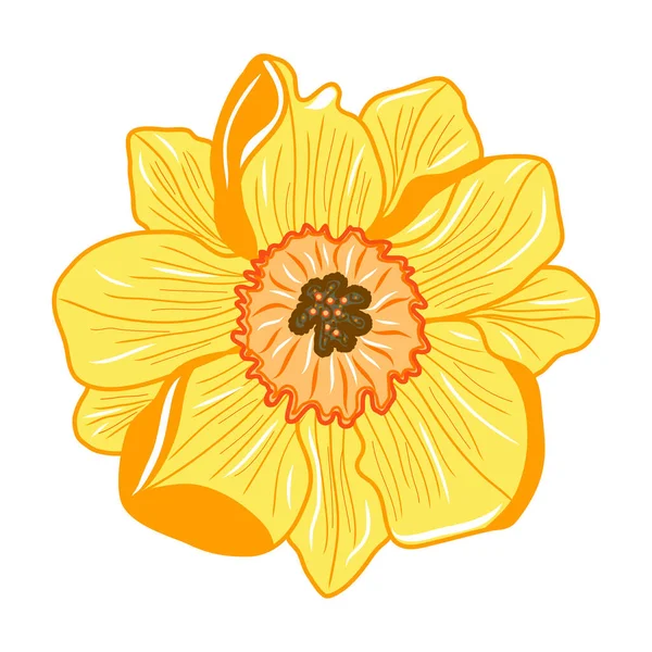 Narcissus Flower Icon Creative Illustration Colorful Sketch Idea Decors Logo — Vettoriale Stock