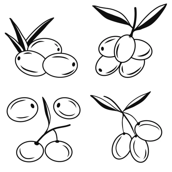 Set Olives Branch Icons Illustrations Contour Liner Sketch Idea Decors — Image vectorielle