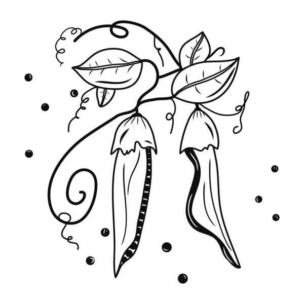 Contour pea plant illustration. Black sketch. Idea for decors, logo, patterns, papers, covers, gifts, summer and autumn holidays, floral natural themes. Isolated vector art.