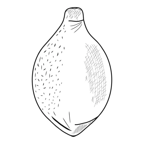 Tüm kontur limon ikonu. Yaratıcı illüstrasyon. Siyah çizim. Dekorlar, logolar, desenler, kağıtlar, kapaklar, hediyeler, yaz ve bahar tatilleri, organik gıda temaları. İzole vektör sanatı.