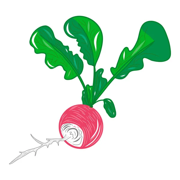 Turp ikonu. Yaratıcı illüstrasyon. Renkli çizim. Dekorlar, logolar, desenler, kağıtlar, kapaklar, hediyeler, maske, yaz ve sonbahar tatilleri, organik gıda temaları. İzole vektör sanatı.