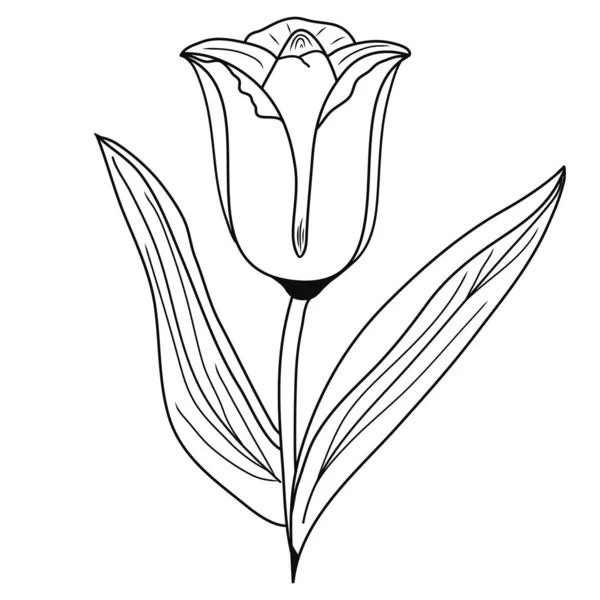 Icona Del Tulipano Illustrazione Creativa Uno Schizzo Nero Idea Decori — Vettoriale Stock