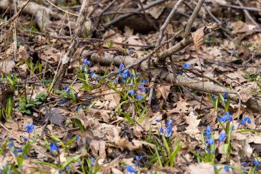 İlkbaharda çiçek açmaya başlayan ilk çiçeklerden biri scilla 'dır (scylla)