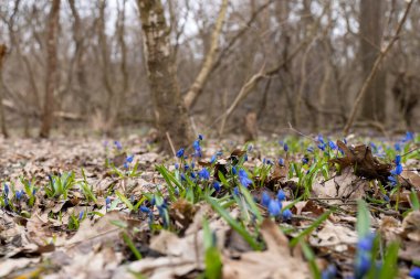 İlkbaharda çiçek açmaya başlayan ilk çiçeklerden biri scilla 'dır (scylla)