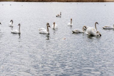 Bir bahar günü gölette kuğular