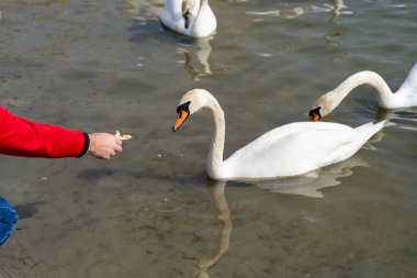 Bir adam eliyle nehirde yüzen bir kuğuyu besler.