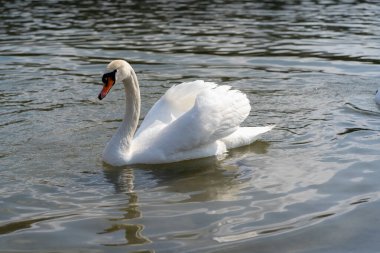 Beyaz kuğular nehirde yüzer