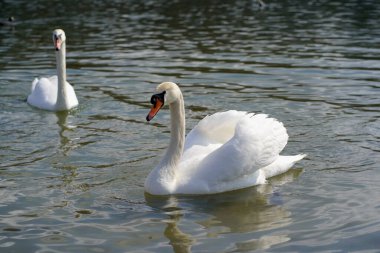 Beyaz kuğular nehirde yüzer