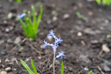 İlkbaharda çiçek açmaya başlayan ilk çiçeklerden biri scilla 'dır (scylla)