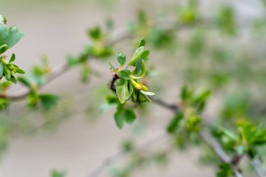 İlkbaharda elma ağacında güzel yeşil tomurcuklar